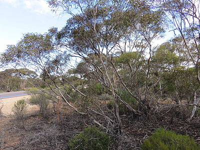 Eucalyptus oleosa pl 1 Ron Taylor Cowell